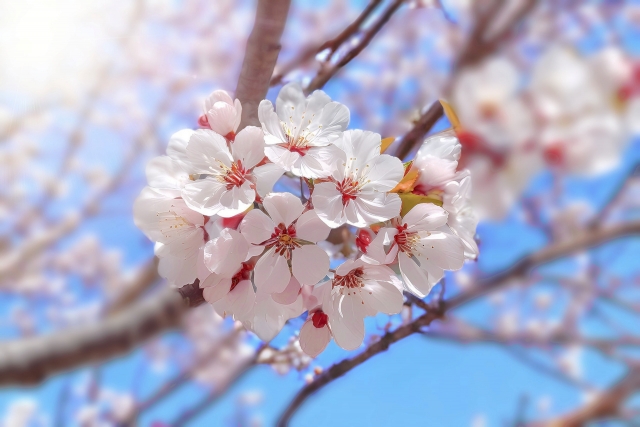 さくらの花