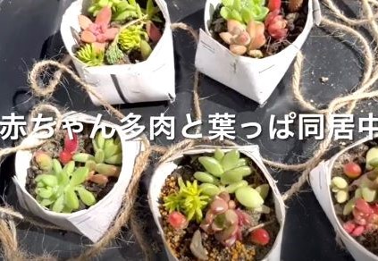 ガーデニングでDIY,DIY,リユース,トイレットペーパーの芯