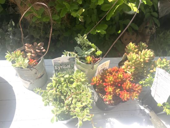 多肉植物の苗