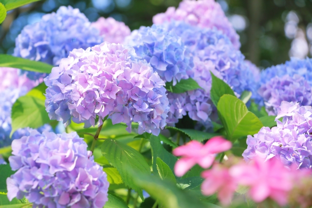 紫陽花