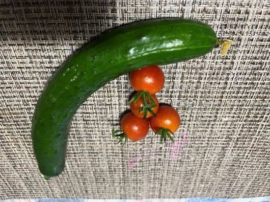 家庭菜園,ミニトマト,きゅうり