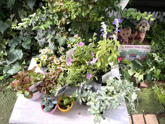 夏の花