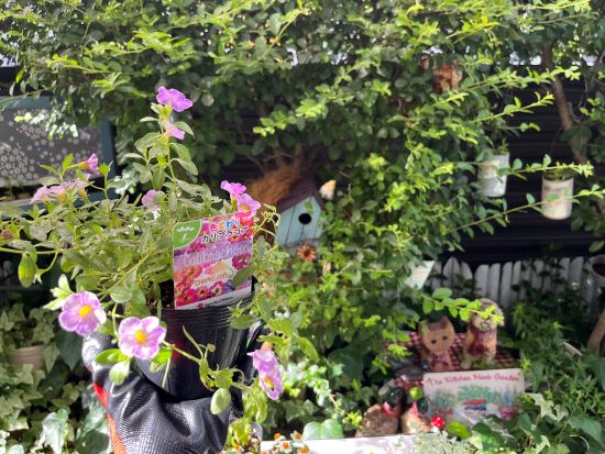 夏の花,カリブラコア