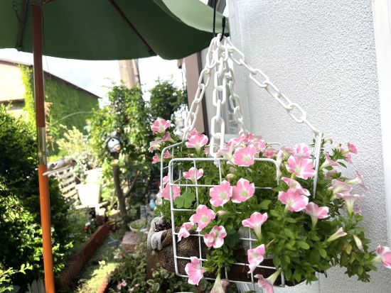 夏の花,ペチュニア