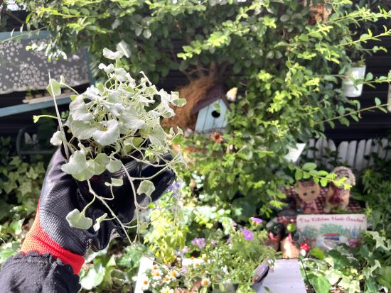 夏の花,ディコンドラ