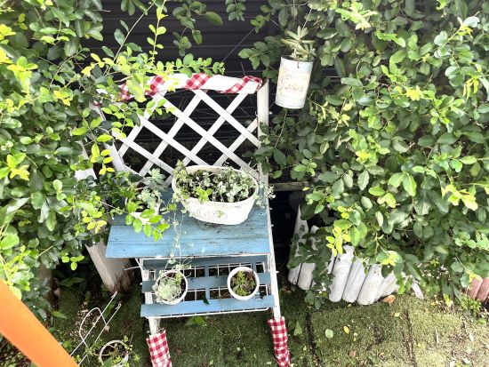 夏の花,ディコンドラ