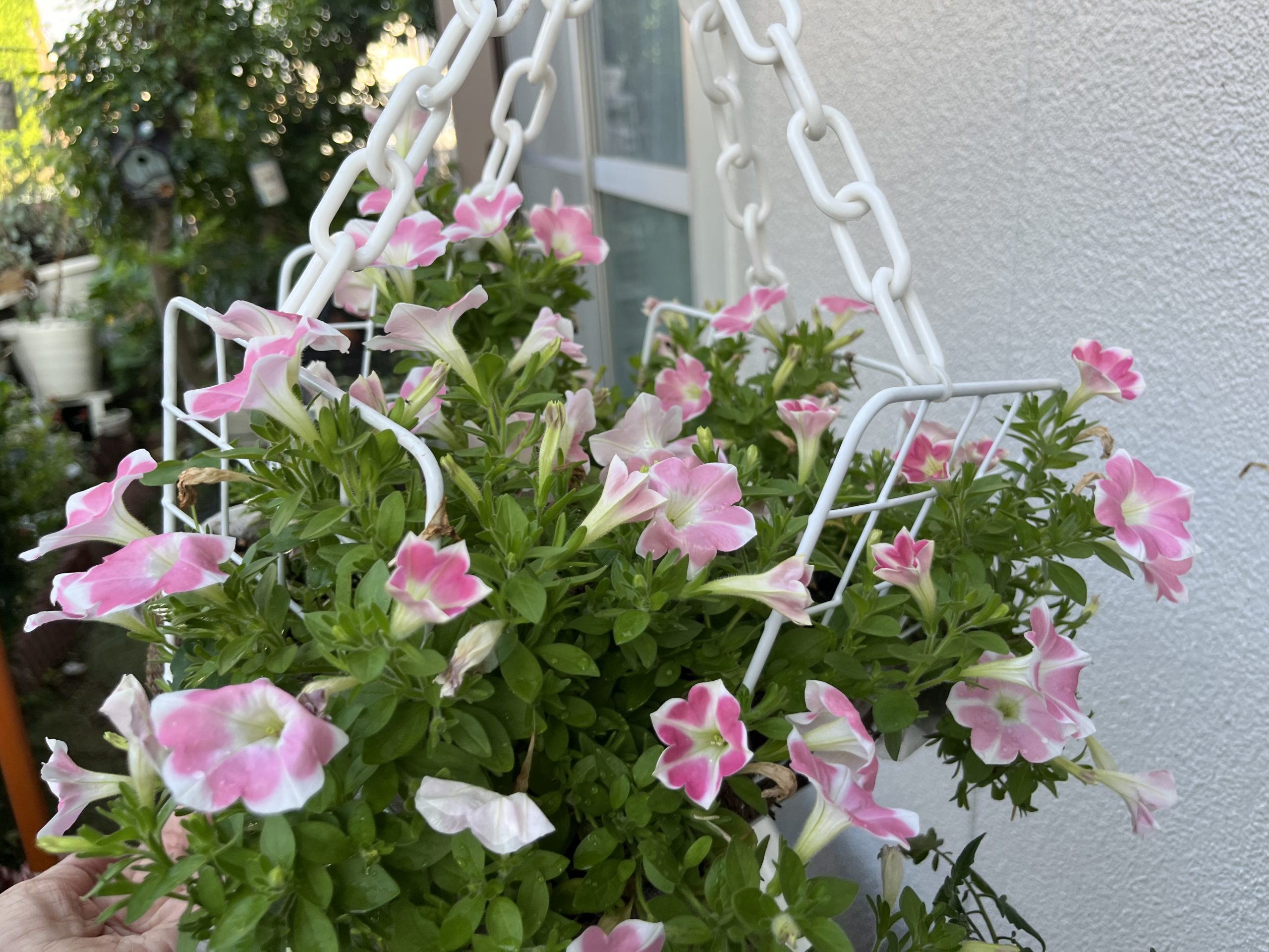 夏の花,ペチュニア