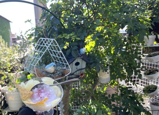 【ガーデニング】暑さに強いおしゃれな夏の花６選！DIYでナチュラルガーデン