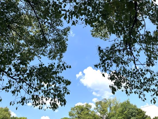 夏の図書館