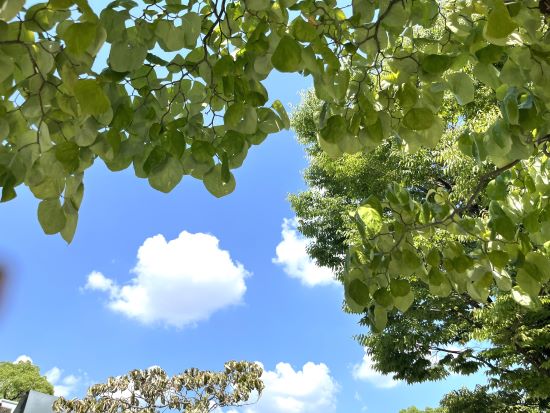 夏の図書館