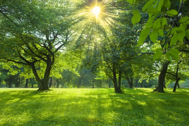 早朝の公園