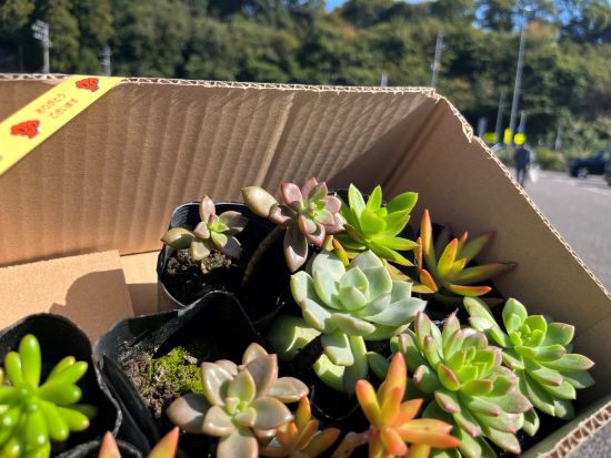 道の駅の多肉植物