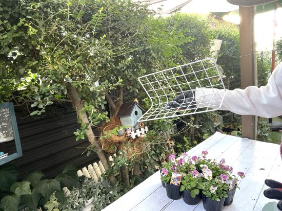 秋の寄せ植え,100均ワイヤーラティス