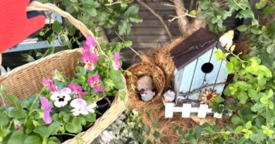 【秋の寄せ植え】100均でDIY！手軽な材料3選、パンジー、ビオラでおしゃれな寄せ植え