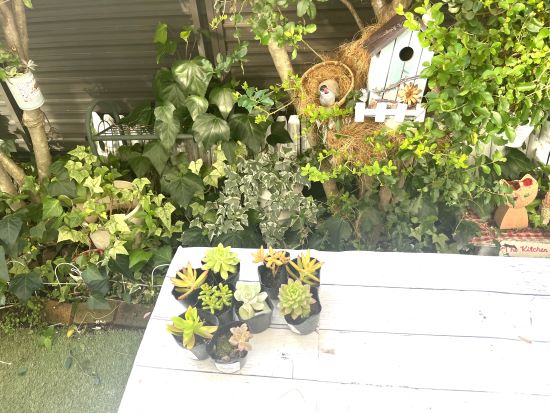 多肉植物の寄せ植え,100均DIY