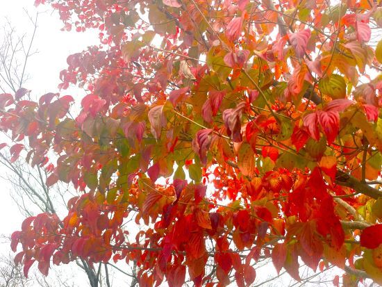 紅葉めぐり,コラム
