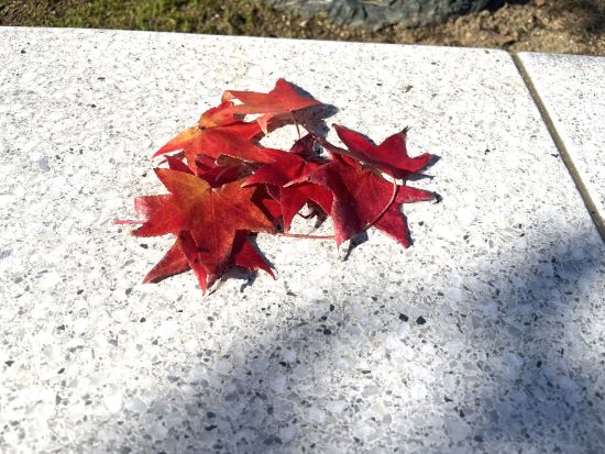コラム,秋の紅葉,コラム,