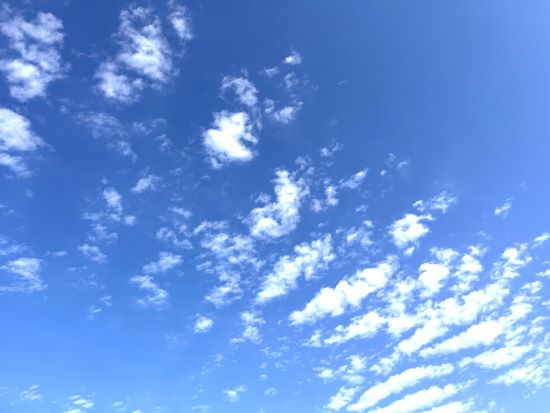 秋の紅葉,コラム,