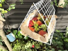 多肉植物の寄せ植え,100均DIY