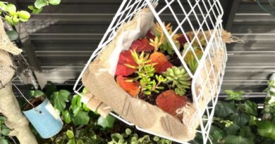 多肉植物の寄せ植え,100均DIY