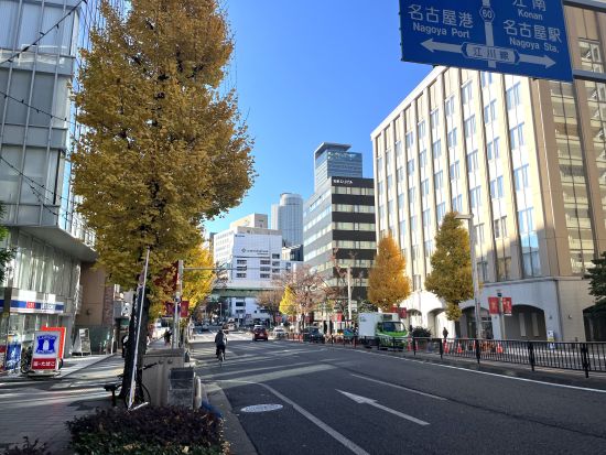 街の街路樹のイチョウ並木