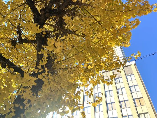街のイチョウの木