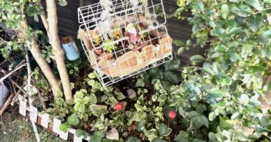 リメイクした多肉ハウス