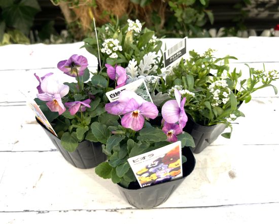 ビオラとアリッサムの花の苗