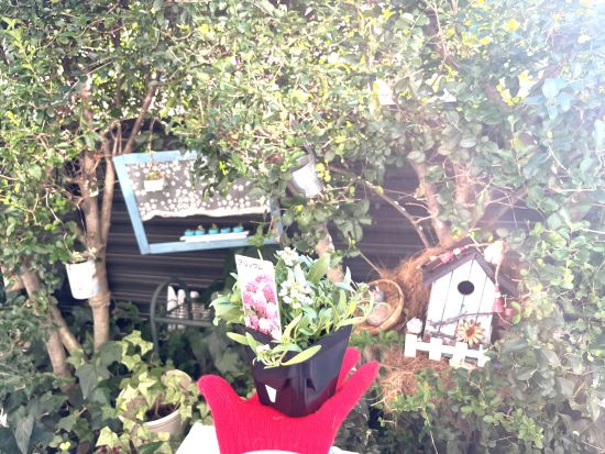 アリッサムの苗