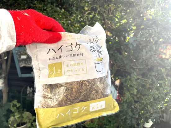 100均のハイゴケ