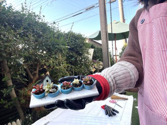 小さな多肉植物