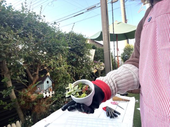 おしゃれな多肉鉢