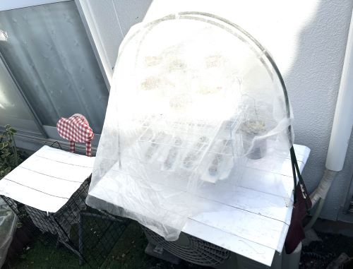 DIYの多肉棚の温室