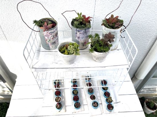 100でDIYした多肉棚