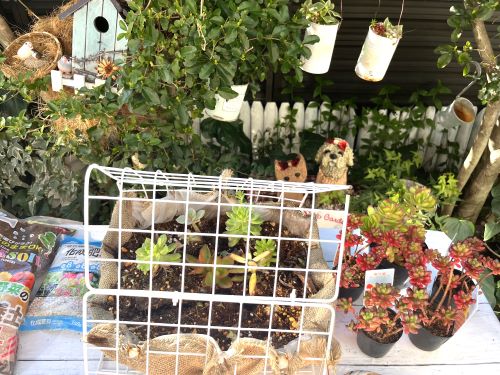 100均DIYの多肉植物