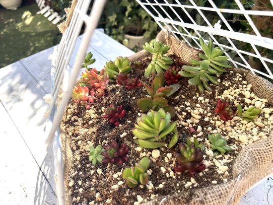 100均DIYの多肉植物